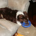 INDY eating dinner from the couch at my parents' house