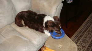 INDY eating dinner from the couch at my parents' house