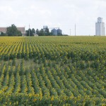 Kansas - The sunflower state