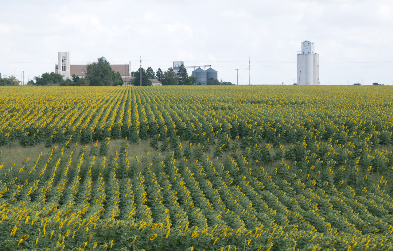 The Sunflower State