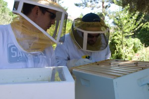 Bees!  Dave and my brother check out the bees.