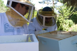 Bees!  Dave and my brother check out the bees.