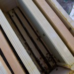 10-bee-frames