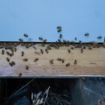 12-bees