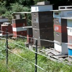 03_bees_hives