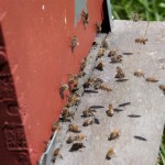 Bees landing and guarding