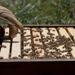 Inside the bee hive pulling out an individual frame for inspection