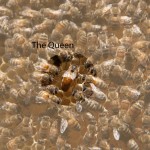 08_the_queen_bee_in_hive