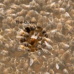 Queen bee on a frame