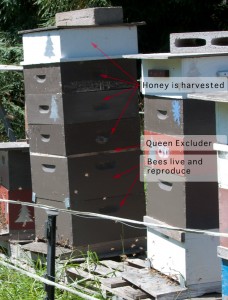 Anatomy of a beehive