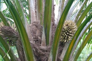 02 unripe palm fruit
