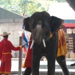 02_elephant_thailand