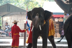 02_elephant_thailand
