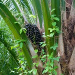 03 ripe palm fruit