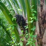 03 ripe palm fruit