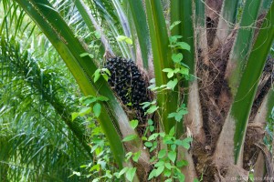 03 ripe palm fruit
