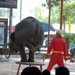 03_elephant_thailand