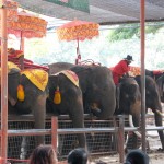 04_elephant_thailand