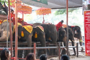 Elephants hanging out feeding