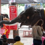 This elephant is taking a collection basket around