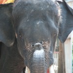06_elephant