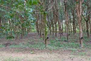 Nearby rubber tree farm where natural rubber is extracted each morning