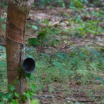 09 rubber tree harvesting bucket