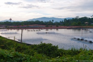 Shrimp Farm near Ranong