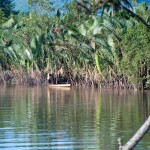 12 seining river thailand