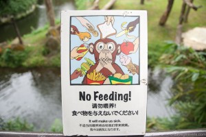 No Feeding!!!!!